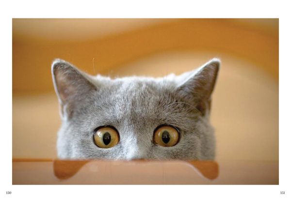 Book cover of Love Cats; featuring a kitten with it's mouth open. Published by Editions Florentin.