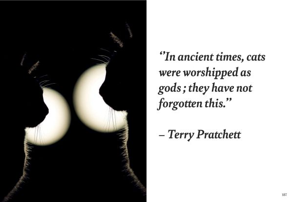 Book cover of Love Cats; featuring a kitten with it's mouth open. Published by Editions Florentin.