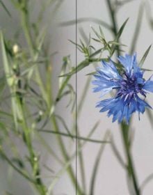 Cover of Adrien Lucca. Parallel universes, Collection l'Impatient, with purply-blue Harebell flowers. Published by Exhibitions International.