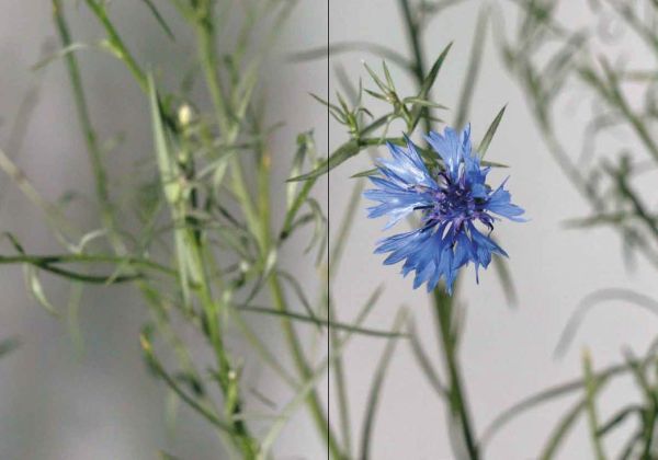 Cover of Adrien Lucca. Parallel universes, Collection l'Impatient, with purply-blue Harebell flowers. Published by Exhibitions International.