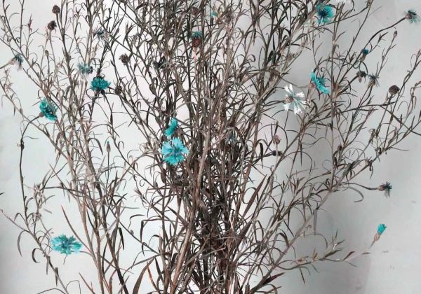 Cover of Adrien Lucca. Parallel universes, Collection l'Impatient, with purply-blue Harebell flowers. Published by Exhibitions International.