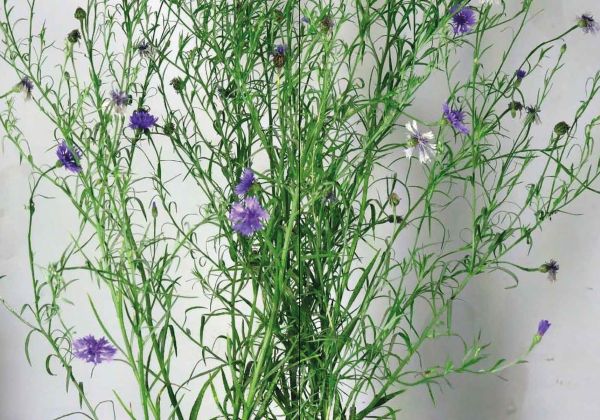 Cover of Adrien Lucca. Parallel universes, Collection l'Impatient, with purply-blue Harebell flowers. Published by Exhibitions International.