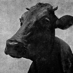 Pale brown cover with Land. Milk. Honey. in white font by Park Books