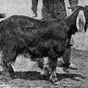 Pale brown cover with Land. Milk. Honey. in white font by Park Books