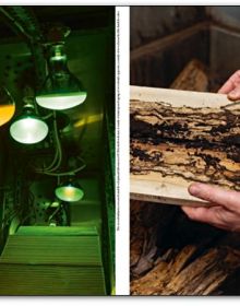 Book cover of The Wood That Makes Our Cities. Published by Park Books.