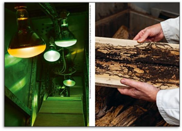 Book cover of The Wood That Makes Our Cities. Published by Park Books.