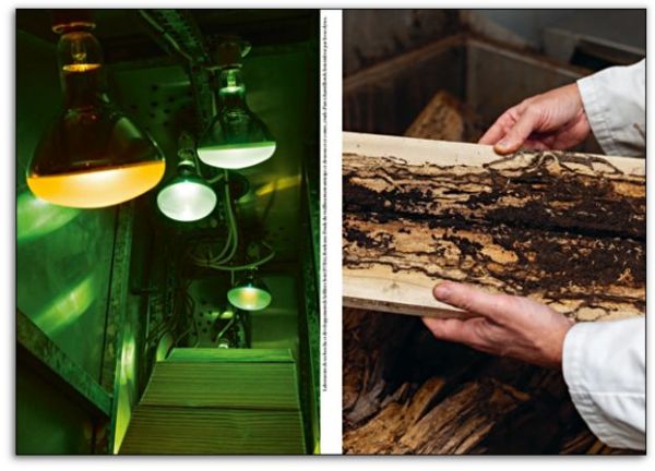 Cover of 2 photos, half of wood building, other half of tree trunk, green trees behind, on white cover, Les bois dont on fait les villes in black font above.