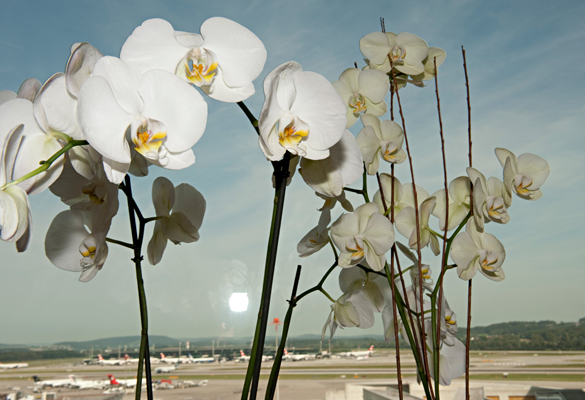 Book cover of In the Summer of 2009, with cream ceramic jugs with spikes. Published by Scheidegger und Spiess.