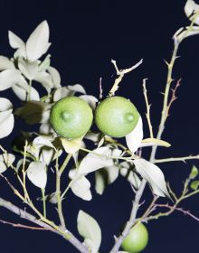 Book cover of Stephie Braun: OPAQUE, with a close up of desert artichoke. Published by Kerber.