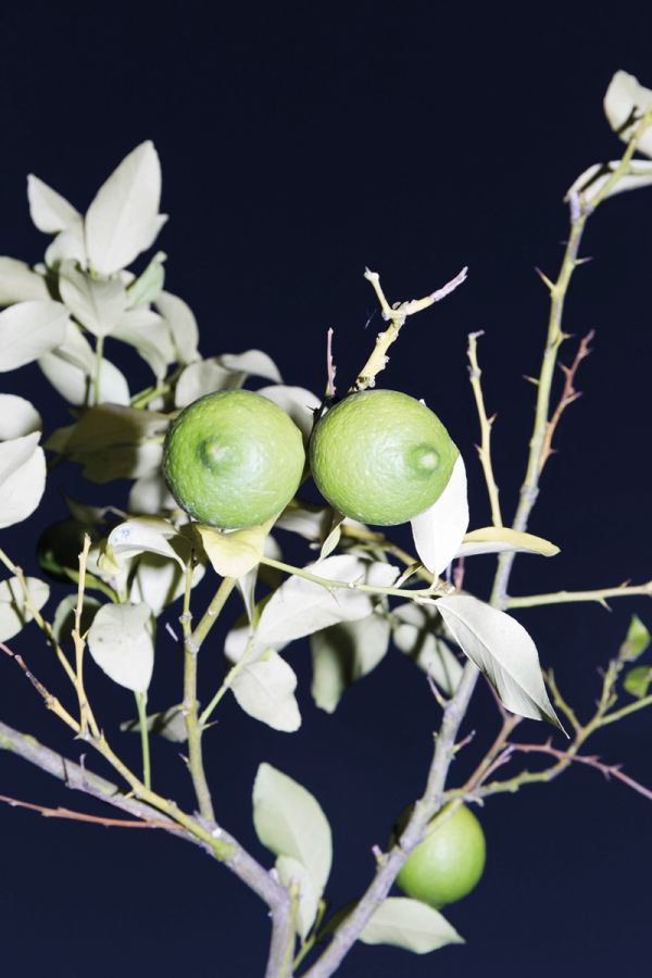 Book cover of Stephie Braun: OPAQUE, with a close up of desert artichoke. Published by Kerber.
