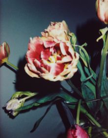 Book cover of Felix Dobbert: Floral Works, with white and blue hydrangea flowers. Published by Kerber.