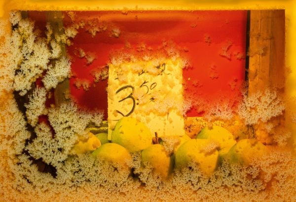 Book cover of Maximilian Prüfer, Sparrow War, with a person walking away from camera through blossom trees. Published by Kerber.