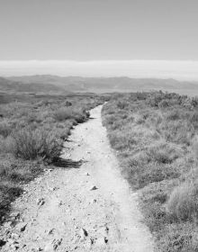 Landscape book cover of Willi Filz, Camino, featuring a row of trees above sloping rocky terrain. Published by Kerber.