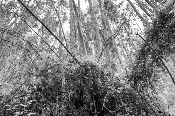 Landscape book cover of Willi Filz, Camino, featuring a row of trees above sloping rocky terrain. Published by Kerber.