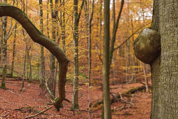 Book cover of Marieken Verheyen: Reviere/Realms, with a blurred shot of green forest. Published Kerber.