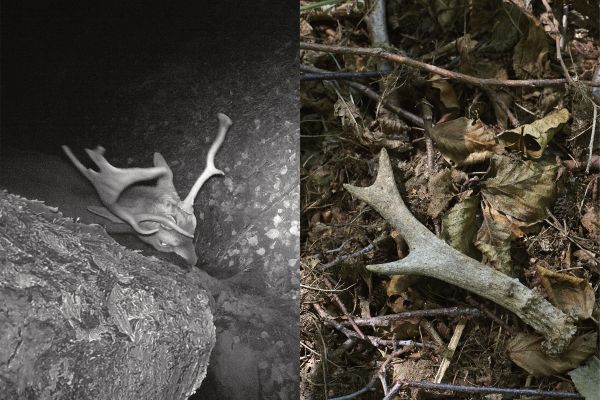 Book cover of Marieken Verheyen: Reviere/Realms, with a blurred shot of green forest. Published Kerber.