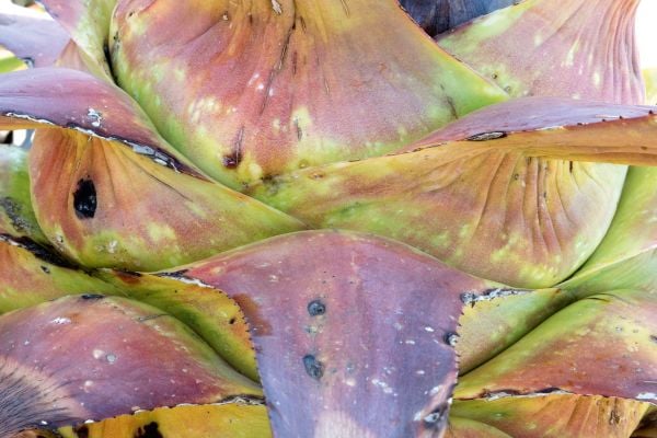 Book cover of Synaptic Landscape: Oliver Ullrich, with a vein skeleton of leaf on grass. Published by Kerber.