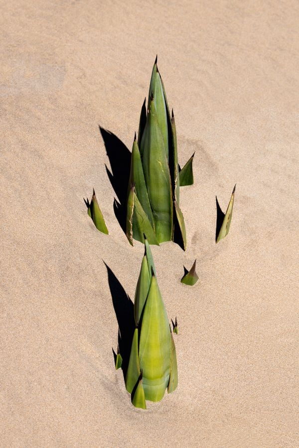 Book cover of Synaptic Landscape: Oliver Ullrich, with a vein skeleton of leaf on grass. Published by Kerber.