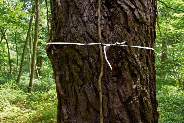 Book cover of Erden: Anke Krey, with five men in dark suits and hats standing in a cemetery in Berlin. Published by Kerber.