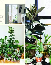 Group of indoor plants: cacti, large green leaved tropicals, on cover of 'Urban Jungle: Living and Styling with Plants', by Callwey.