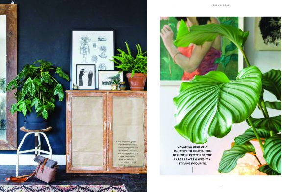 Group of indoor plants: cacti, large green leaved tropicals, on cover of 'Urban Jungle: Living and Styling with Plants', by Callwey.