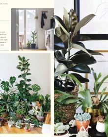 Potted indoor plants, cacti and succulents, against green wall, URBAN JUNGLE LIVING AND STYLING WITH PLANTS in white font above.