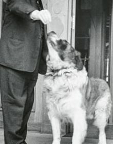 111 Years Waldhaus Sils The Curious Tale and Incomplete History of an Alpine Grand Hotel and its People in gold font on grey cover.