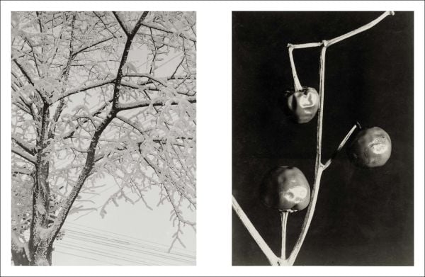 Book cover of Aenne Biermann Up Close and Personal, with three egg shapes with shadows. Published by Scheidegger & Spiess.