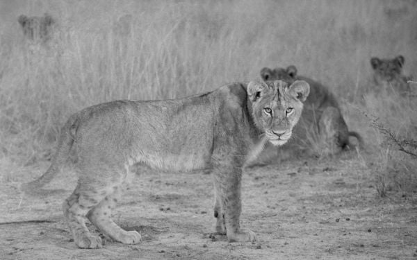 Book cover of Lords of the Earth, The Entwined Destiny of Wildlife and Humanity, with two elephants wadding through river. Published by Verlag Kettler.