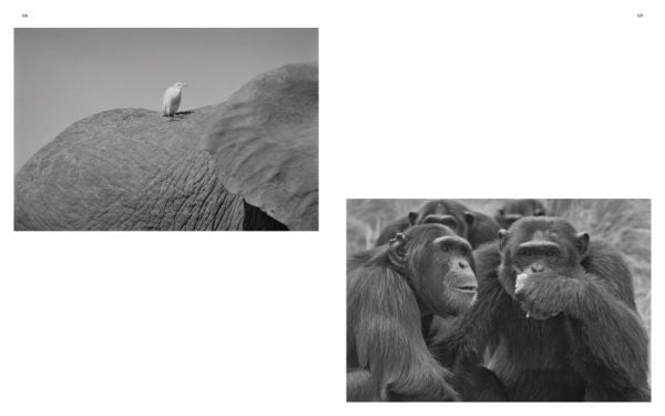 Book cover of Lords of the Earth, The Entwined Destiny of Wildlife and Humanity, with two elephants wadding through river. Published by Verlag Kettler.