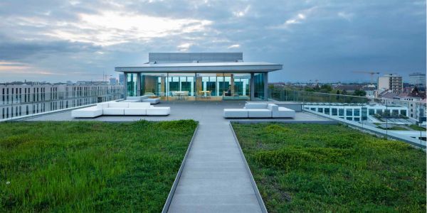 Slender stemmed tree with green leaves in front of pale grey concrete wall, on cover of 'Urban building by Tadao Ando, weisenburger headquarters in Karlsruhe', by Avedition.