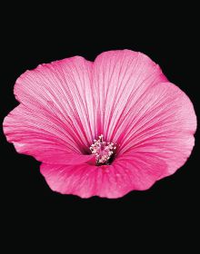 Book cover of The Blooming Book, with a close-up of a pink hibiscus flower head. Published by Seltmann Publishers.