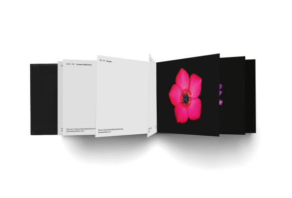 Book cover of The Blooming Book, with a close-up of a pink hibiscus flower head. Published by Seltmann Publishers.