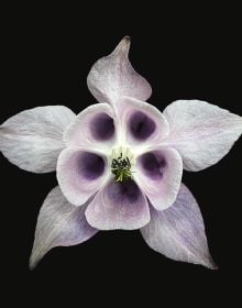 Book cover of The Blooming Book, with a close-up of a pink hibiscus flower head. Published by Seltmann Publishers.