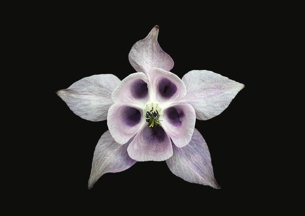 Book cover of The Blooming Book, with a close-up of a pink hibiscus flower head. Published by Seltmann Publishers.