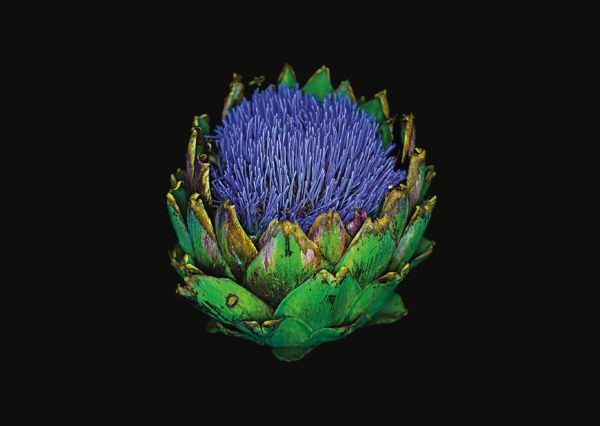 Book cover of The Blooming Book, with a close-up of a pink hibiscus flower head. Published by Seltmann Publishers.