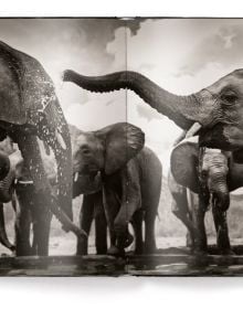 Book cover of Elephants in Heaven, featuring an elephant nudging the rear of another. Published by teNeues Books.