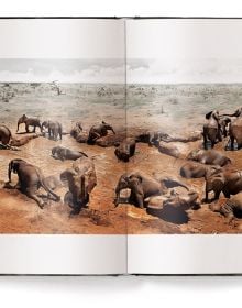 Book cover of Elephants in Heaven, featuring an elephant nudging the rear of another. Published by teNeues Books.