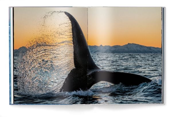Large polar bear footprints in snow landscape, PAUL NICKLEN, BORN TO ICE, in white font above.