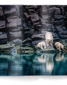 Large polar bear footprints in snow landscape, PAUL NICKLEN, BORN TO ICE, in white font above.