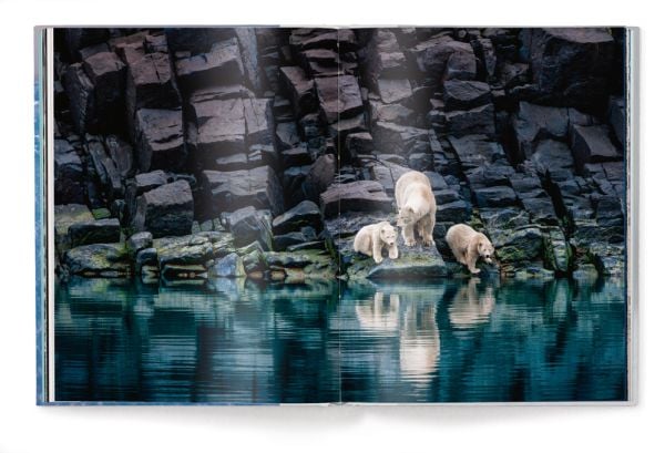 Large polar bear footprints in snow landscape, PAUL NICKLEN, BORN TO ICE, in white font above.