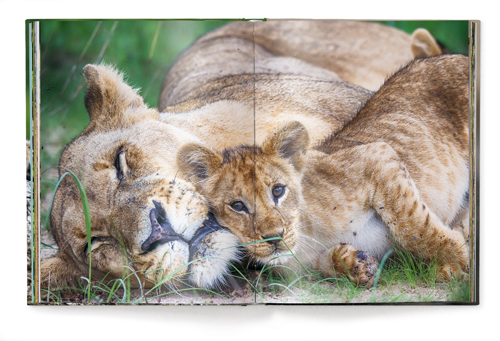 Cute lion cub staring at camera, BABY ANIMALS, in white font above.