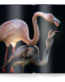 Orange and pink flamingo preening its feathers, black cover, fragile, in pale pink font above.