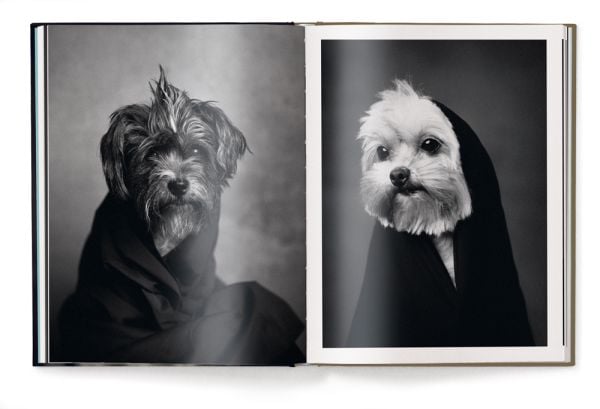 Book cover of The Dogs: Human Animals, featuring a chocolate brown Münsterländer dog gazing at the viewer. Published by teNeues Books.