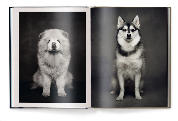 Book cover of The Dogs: Human Animals, featuring a chocolate brown Münsterländer dog gazing at the viewer. Published by teNeues Books.