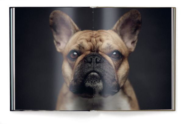 Book cover of The Dogs: Human Animals, featuring a chocolate brown Münsterländer dog gazing at the viewer. Published by teNeues Books.