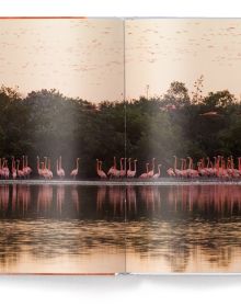 Book cover of Flamingo, featuring a close up of flamingo. Published by teNeues Books.