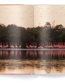 Close up of orangey pink flamingo with curved neck, FLAMINGO in white font down left side