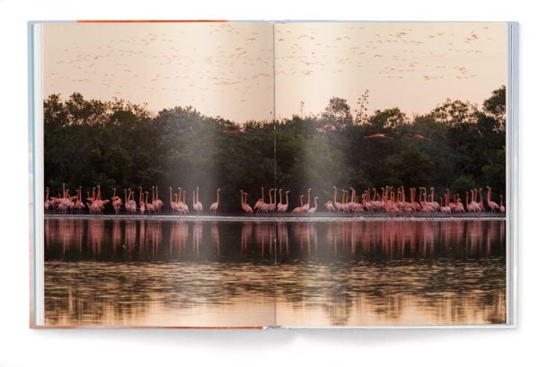 Book cover of Flamingo, featuring a close up of flamingo. Published by teNeues Books.