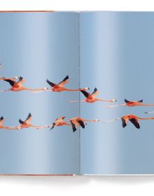 Book cover of Flamingo, featuring a close up of flamingo. Published by teNeues Books.